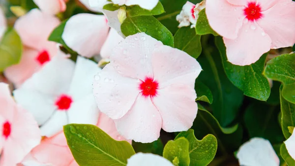 Verão rosa flores brancas em gotas de orvalho da manhã. Catharanthus flores. Close up canteiro de flores de gramado de rua de flores tropicais, fundo natural. Banner de web longa. — Fotografia de Stock