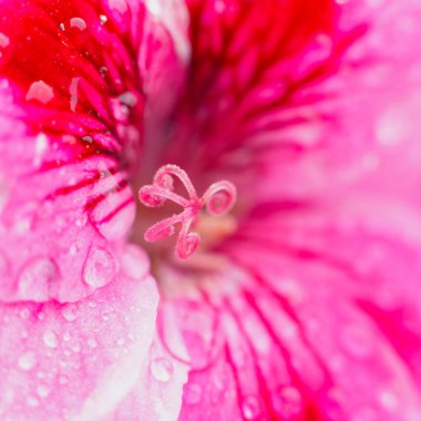 Su damlası yazın kırmızı çiçekten aşağı akar. Doğal arka plan. Çiçeklerin açtığı pembe yaprağın üzerindeki çiy damlası, kareyi kapatın.