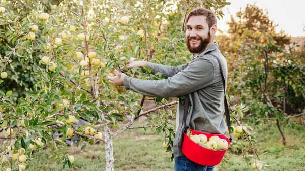 Молодий привабливий фермер чоловічої робітничої культури збирає яблука в саду в селі під час осіннього врожаю. Щасливий чоловік працює в саду, збираючи стиглі яблука у відро. Довгий веб-банер — стокове фото