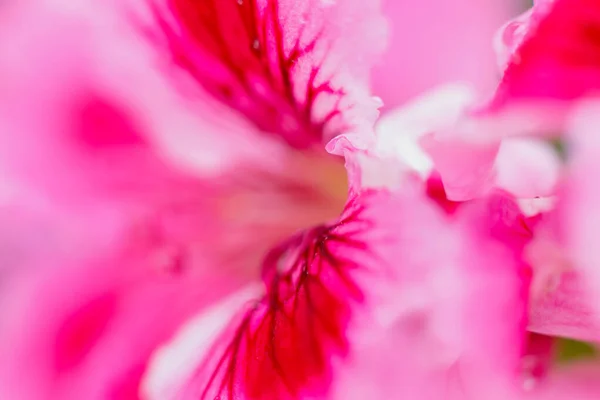 Pétala rosa de flor florescente, macro close-up. gota de água que flui para baixo verão flor vermelha. Fundo natural. Foco seletivo — Fotografia de Stock