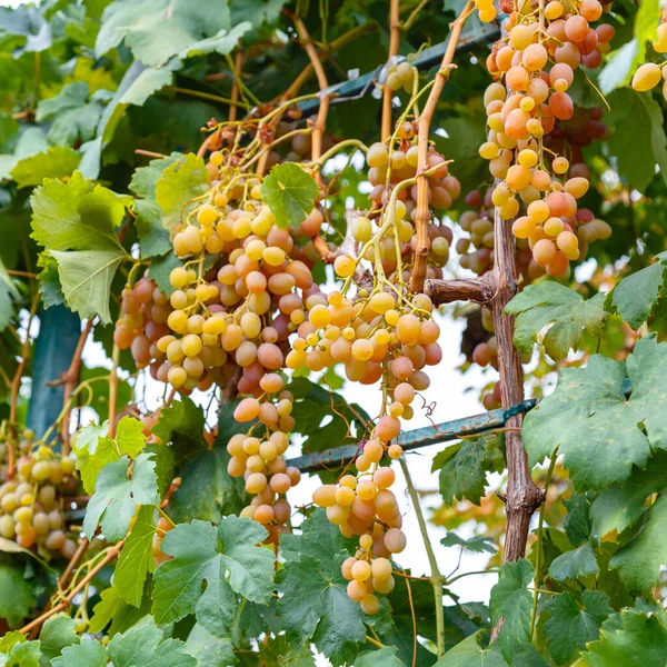 Green grape with leaves harvest. Ripe green Grape fruit harvest in nature for food and vine in autumn. Green Muscat Grape barriers growing on wine in vineyard. Square