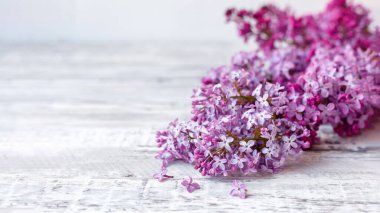 Masada mor leylak dalı, gri ahşap arka planda çiçekli hayat. Mor leylak bahar dalları çiçek açan leylak şenliği çiçekleri. Kopyalama alanı olan uzun web pankartı