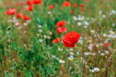 Çiçek açan gelincik. Savaşın ve yaz aylarının sembolü olarak çiçek açan gelinciklerle dolu güzel bir tarla. Yabani çiçekler gelincik tarlaları.