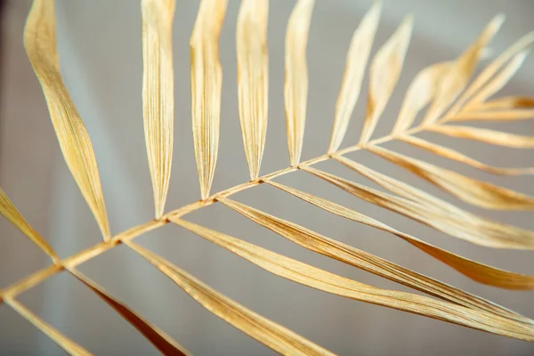 Struktura listů zlaté palmy. Lesklé zlaté tropické palmové listy na bílém pozadí. — Stock fotografie