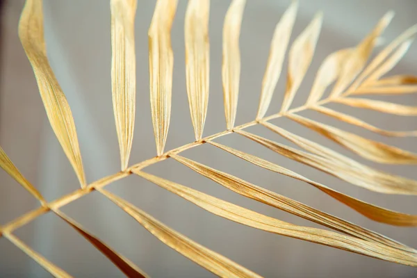 Golden palm tree leaf texture. Shiny golden tropical palm leaves on white background. — Stock Photo, Image