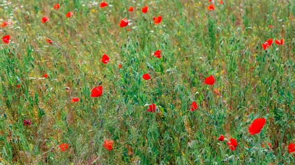 Beau champ avec des coquelicots en fleurs comme symbole de la mémoire de la guerre et le jour de l'anzac en été. Fleur de pavot dans le champ. Paysage de champs de pavot de fleurs sauvages. Longue bannière web — Photo