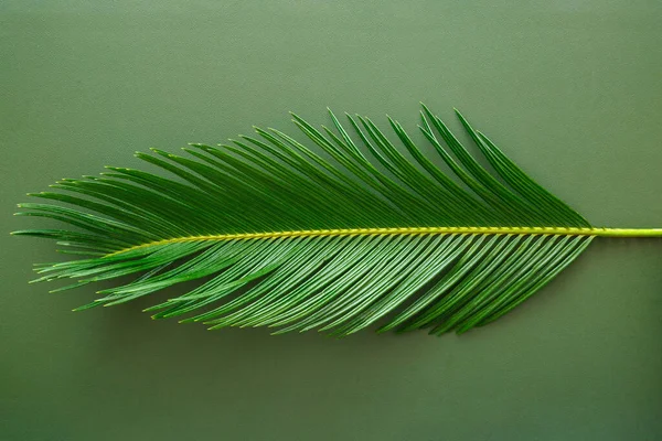 Hoja de palma verde se encuentra sobre fondo de textura de cuero verde. Hoja de palmera monocromática en estilo minimalista. Textura de piel y planta botánica tropical de palma. Vista superior — Foto de Stock