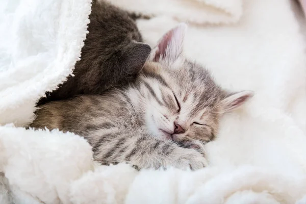 Schattig Tabby Kitten Slaapt Witte Zachte Deken Katten Rusten Slapend — Stockfoto