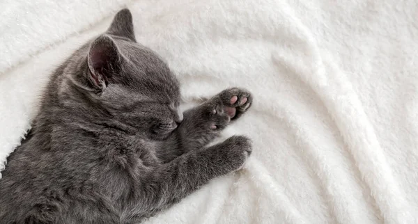 Lindo gatito gris durmiendo sobre una manta blanca y suave. Retrato de gato con reposapiés en la cama. Cómoda mascota durmiendo en una acogedora casa. Banner web largo con espacio de copia. Vista superior — Foto de Stock