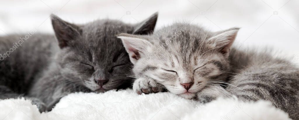 Couple happy kittens sleep relax together. Kitten family in love. Adorable kitty noses for Valentine s Day. Long web banner close up. Cozy home animal sleeping comfortably