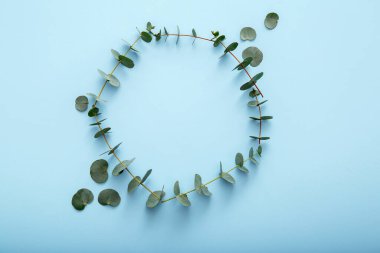 Okaliptüs yaprağı çemberi. Okaliptüs çiçeği çerçevesi mavi arka planda. Okaliptüs dallarından yapılmış çiçek çemberi çerçevesi. Üst görünüm okaliptüs çerçeve kopyalama alanı ile.