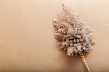 Bej el işi kağıt üzerinde Reed Pampas. Fotokopi alanı ile bej çerçeve arkaplan ve kabarık sazlık pampa çiçekleri.