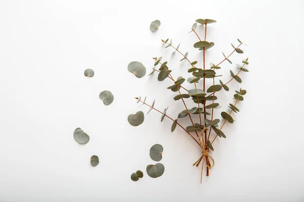 Eucalyptus in bouquet. Bunch of eucalyptus branches tied in bouquet and lies on white background. Top view with copy space. Spring greenery flowers. — Stock Photo, Image