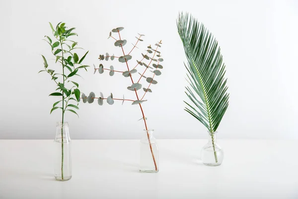 Palm leaf eucalyptus and sprig of greenery in glass vases on white background. Green tropical plants minimalism. Set variety of tropical leaves and plants with copy space on white table — Stock Photo, Image