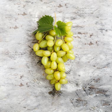 Olgun yeşil Riesling üzümlü grone. Taze sulu üzümler, açık gri beton arka plan manzaralı asma yaprakları.