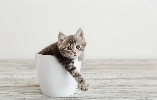 Gatinho Tabby Cinza Sentado Vaso Flor Branca Mantém Pata Fora — Fotografia de Stock