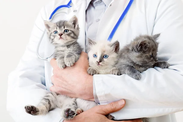 Vtipné Kočky Rukou Veterináře Veterinární Lékař Vyšetřuje Koťata Savčí Kočky Royalty Free Stock Fotografie