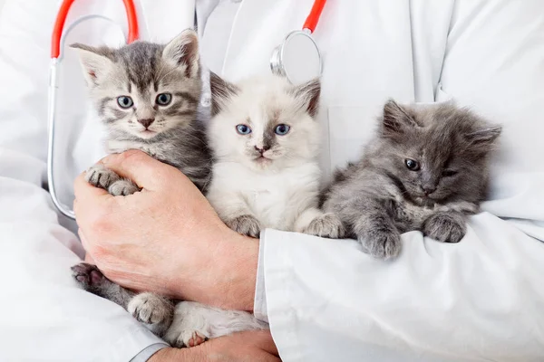 Veteriner erkek doktor ellerinde bir sürü kedi yavrusu var. Sağlık kontrolü yapıyorlar, hayvan bakıyorlar. Küçük tüylü kedi yavrularını kucaklayan bir adam. Veteriner kliniğindeki memeli hayvanlar..