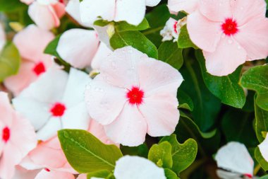 Sabah çiğ damlalarında pembe yaz çiçekleri. Catharanthus çiçekleri. Sokakları kapatın. Çiçek tarlası, tropik çiçekler, doğal arka plan.