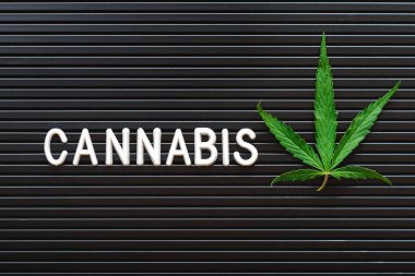 Esrar metinleri ve siyah çizgili arka planda yeşil kenevir yaprağı. Tıbbi marihuana bitkisi. Kenevir Sativa otu yasallaştı. Boşluğu kopyala