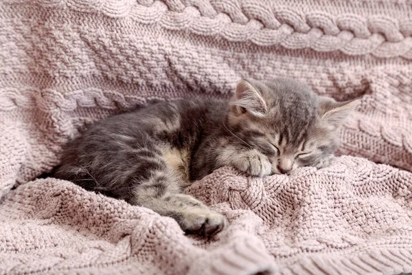 Baby Katt Sova Mysiga Rosa Filt Fluffig Tabby Kattunge Som — Stockfoto