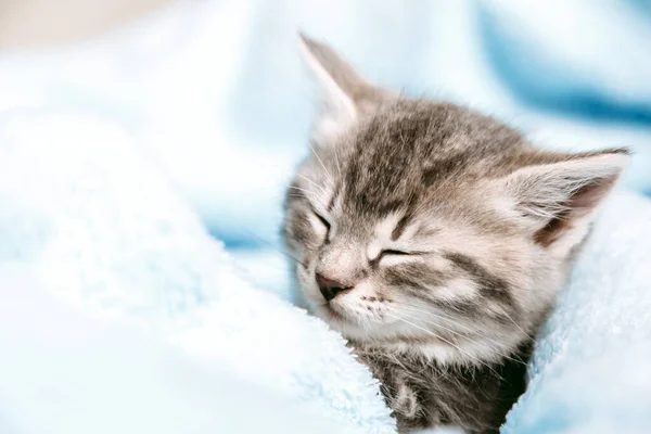 Carino Tabby Gattino Chiuso Gli Occhi Sonnecchiare Sonnellino Relax Cucciolo — Foto Stock