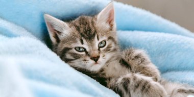 Sırtüstü uzanmış tekir gri kedi yavrusu. Kedi yavrusu, memelilerin evcil hayvanı. Kamera karşısında yüz ifadesi var. Mavi ekose arka planda küçük gri kedi yavrusu evde. Uzun web pankartı.
