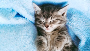 Çizgili kedi yavrusu mavi renkli battaniyede uyur. Pençeleri olan gri kedi çocuk hayvan fotokopi odasıyla yatakta dinleniyor. Mavi arka planda küçük bir tekir kedi yavrusu. Uzun web pankartı