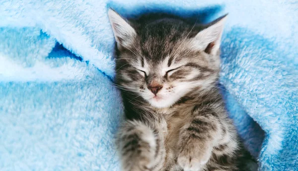 带条纹的小猫睡在蓝色的毛毯上 有爪子的灰猫小孩动物用复制空间躺在床上休息 蓝色背景的小胖胖的小猫 长网页横幅 — 图库照片