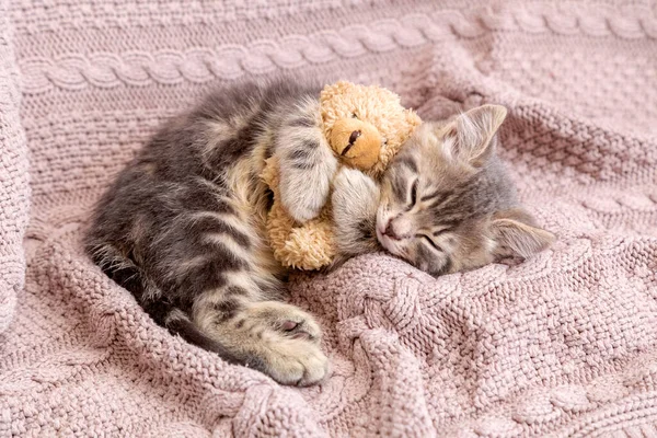 Kočička Spí Útulné Přikrývce Objímá Hračku Chlupaté Koťátko Které Pohodlně Stock Fotografie