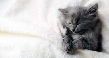 Gri kedi yavrusu beyaz renkli battaniyede uyur. Pençeli gri kedi çocuk hayvan rahatlar ve yatakta fotokopi alanı ile kestirir. Beyaz arka planda küçük bir kedi yavrusu. Kopyalama alanı olan uzun web pankartı.