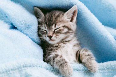 Çizgili kedi yavrusu mavi renkli battaniyede uyur. Pençeleri olan gri kedi çocuk hayvan fotokopi odasıyla yatakta dinleniyor. Mavi arka planda küçük tekir kedicik.