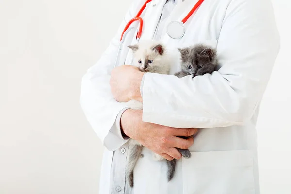 Gatti Mani Medico Veterinario Medico Veterinario Esaminando Gattini Gatti Mammiferi — Foto Stock