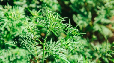Ragweed bitki alerjisi, zehirli çayır otları. Çiçek açan Ambrosia çalısı. Ragweed Ambrosia 'ya alerji. Çiçek açan polen artemisiifolia çayırdaki tehlike alerjisidir. Uzun web pankartı