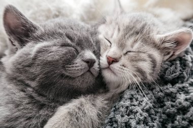 2 kedi yavrusu örülmüş battaniyeye nazikçe sarılıp öpüyor ve ekoseyle örtüyor. Arkadaşlık kurup kestirirken tatlı rüyalar gören iki kedi beşiğinde uyur. Üst görünüm portresi