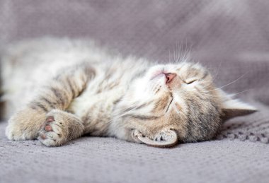 Şirin tekir kedicik gri yumuşak kanepede yatıyor. Kedi sırtüstü yatıp uyukluyor. Rahat bir evde uyuyan evcil hayvan..