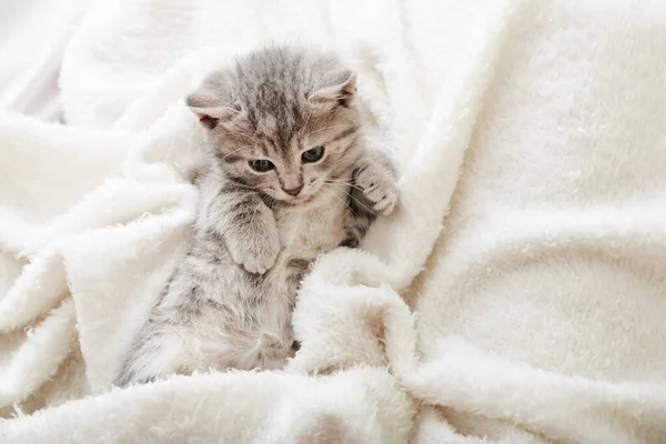 Pençeli tekir kedi portresi beyaz yumuşak battaniyede oynuyor. Kedi istirahatı yatakta kestiriyor. Rahat bir evde uyuyan evcil hayvan. Boşluğu kopyala — Stok fotoğraf