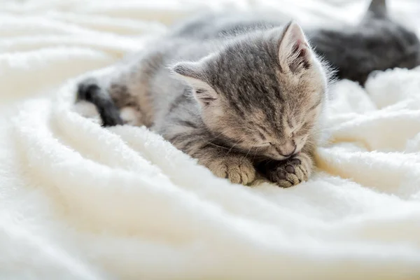 Gatinho lambe a pata enquanto deitado em cama macia confortável. Descanso de gato cochilando no cobertor macio branco. — Fotografia de Stock