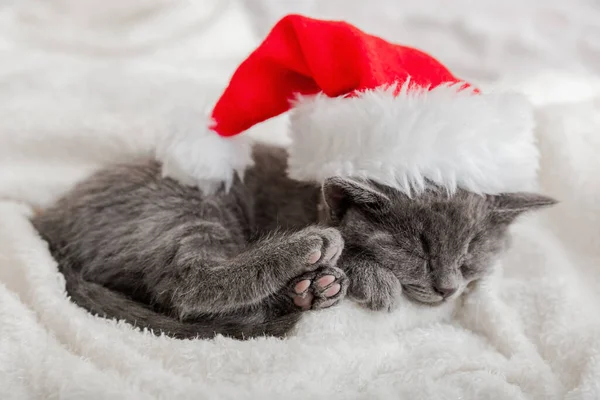 Vánoční koťátko v klobouku Santa Clause spící stočené do klubíčka na měkkém načechraném bílém kostýmu. Vánoční šedý britský kočičí portrét s růžovými tlapkami. Novoroční spící šedá kočička. Útulný kočičí spánek. — Stock fotografie