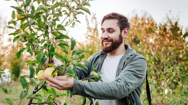 Jeune homme agriculteur attrayant cueillant des pommes dans le jardin du verger dans le village pendant la récolte d'automne. L'homme heureux travaille dans le jardin, récoltant des pommes pliées portrait mûr au coucher du soleil. Longue bannière web — Photo