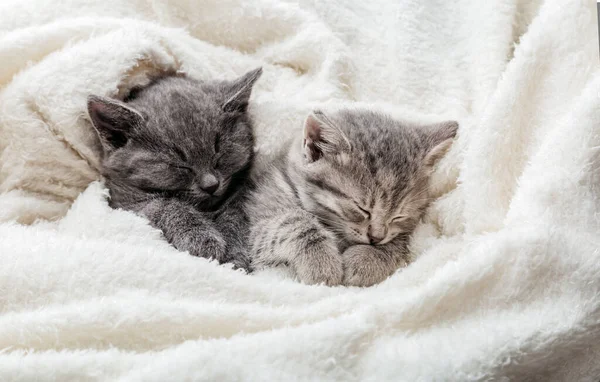 2 sleepy kittens with paws sleep comfortably in white blanket. Family couple cats resting together. Two gray and tabby beautiful domestic kitten in love hugging. Sweet dreams domestic pets.