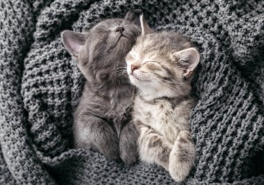 Aşk ilişkilerinde kucaklaşan kedi yavruları şekerleme yaparken tatlı rüyalar görürler. Kediler örülmüş battaniyeye nazikçe masaj yaparlar. Kediler sever