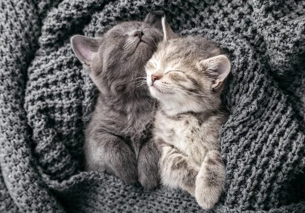 Couple kittens hugging in love friendship relationships napping have sweet dreams in crib. Kittens gently rub on knitted blanket. Cats love