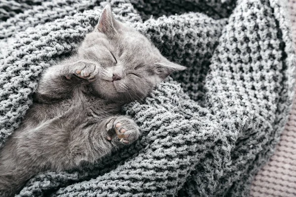 Gatinho relaxante. Retrato de gatinho cinza bonito relaxar no fundo de malha cinza macio. Dormir em casa. Gato animal doméstico feliz tem sonhos doces. Vista superior com espaço de cópia. — Fotografia de Stock