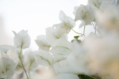 Beyaz çiçekler soyut çiçek arkaplanı. Pastel beyaz çiçekli dallar. Çiçek açan Bougainvillea Bush çiçeğinin narin botanik geçmişi