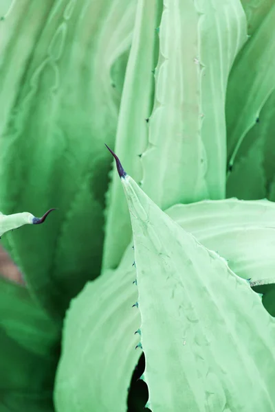 Aloe vera planta fundo natural. Verde fresco aloe vera deixa textura como fundo. — Fotografia de Stock