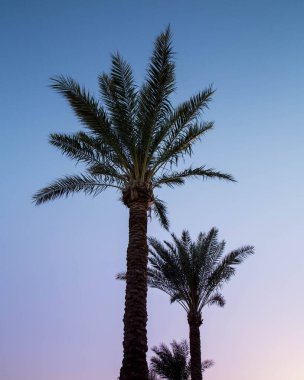 Palmiye ağaçları. Gün batımında mavi gökyüzüne karşı tropikal palmiye siluetleri. Tropikal manzara.