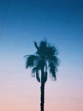Palmiye ağacı silueti geceleri yüzme havuzunun suyuna yansıyor. Gün batımında tropikal palmiye siluetleri