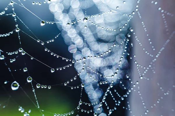 Dew drops on spider mesh with beautiful bokeh. Abstract natural background. Pattern with dew drop texture on spider mesh on green background. Macro closeup.