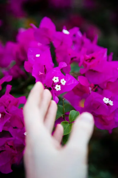 A mão desfocada toca a flor de buganvília. O contacto humano com a natureza. Pluck florescendo flores. Arbusto de floração tropical rosa bonito com mão feminina Toque. — Fotografia de Stock